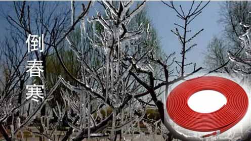 電伴熱帶應對倒春寒 電伴熱帶應對倒春寒