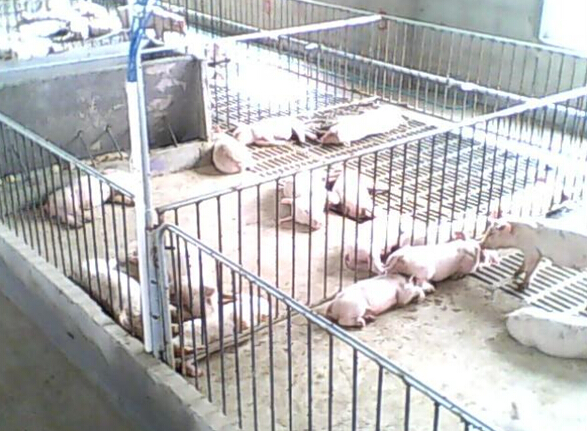 安邦集團發熱電纜用于養殖場保溫室采暖安裝示意圖(圖3) 安邦集團發熱電纜用于養殖場保溫室采暖安裝示意圖(圖3)